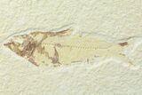 & Knightia Fossil Fish - Wyoming #85512-1